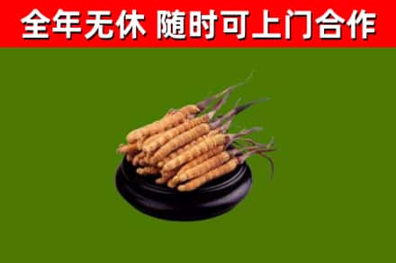 天宁区回收冬虫夏草