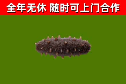 天宁区回收海参干